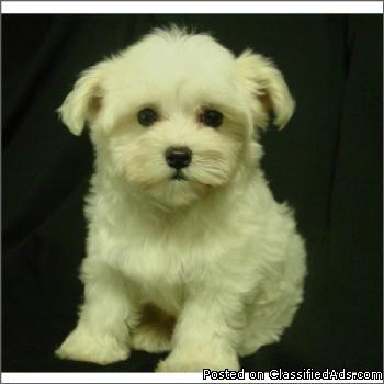 Maltese for Sale in South Florida