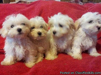 maltese puppies for sale - Price: 600