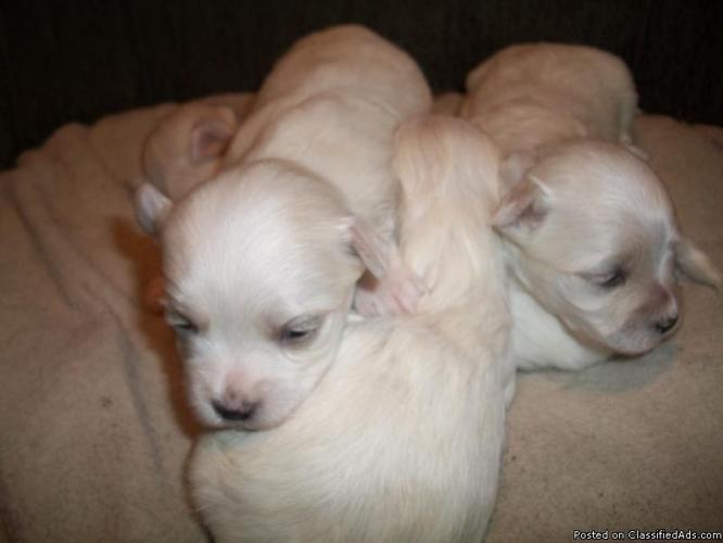 MALTESE PUPPIES FOR SALE!!!!!!!! - Price: 900