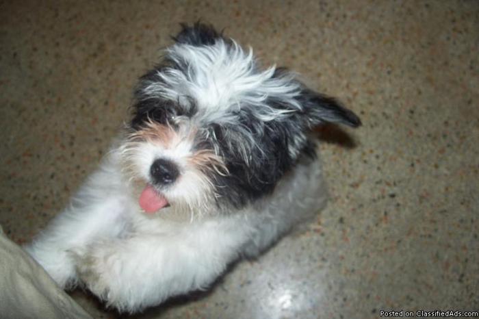 MALTESE PUPPIES OR MALTI-CHIS - Price: $500.00 TO $550.00