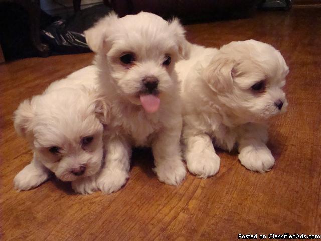 Maltese puppies - Price: 300 - 350.00
