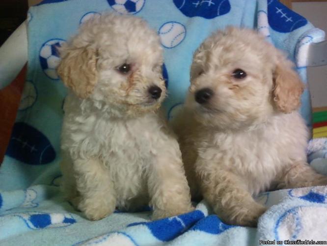 Malti-Poo Puppies!!! - Price: 300