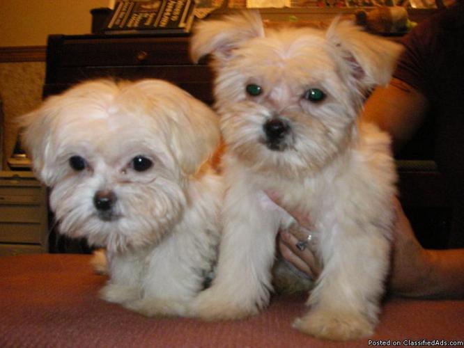 Malti Zu Pups Available---Females - Price: $450