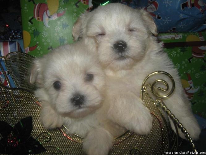 Maltipoo Puppies! Holistically Raised! Family Raised! - Price: 1000.00