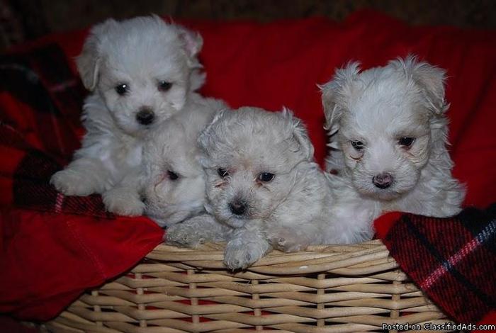 Maltipoo puppies, loving home raised - Price: $225