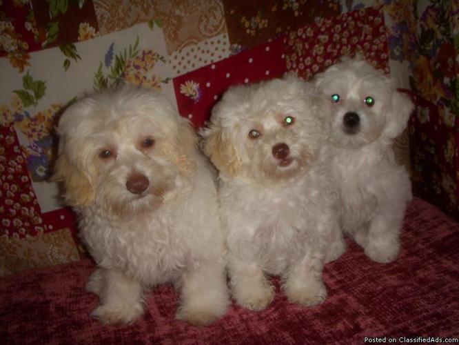 MaltiPoo puppies ready for a new loving family!!! - Price: 175