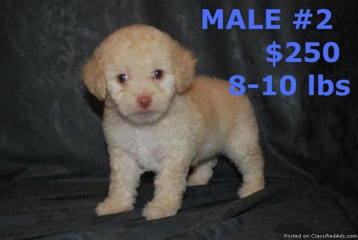 maltipoo puppy last male $250 - Price: 250
