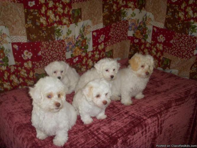 MaltiPoo pups ready for a new loving family!!! - Price: 175