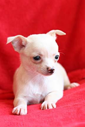 Maya -Tiny Applehead Female Chihuahua Puppy -$400 - Price: 400
