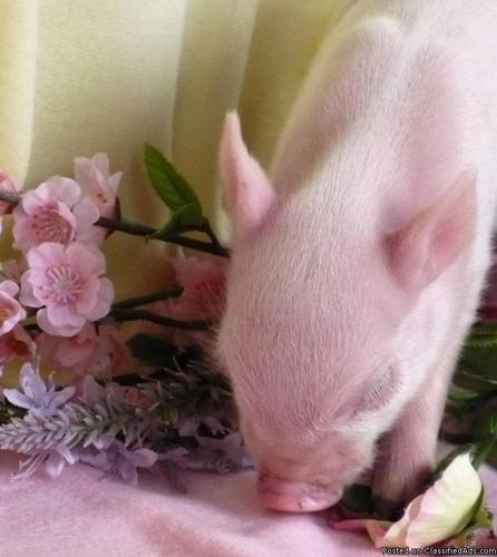 Micro Mini Teacup Miniature Pigs for sale- RESERVE YOUR SPRING BABY NOW! - Price: 2299.00