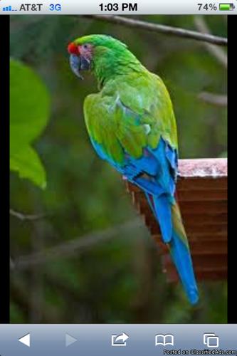 Military Macaw 4 months old with cage - Price: $1000