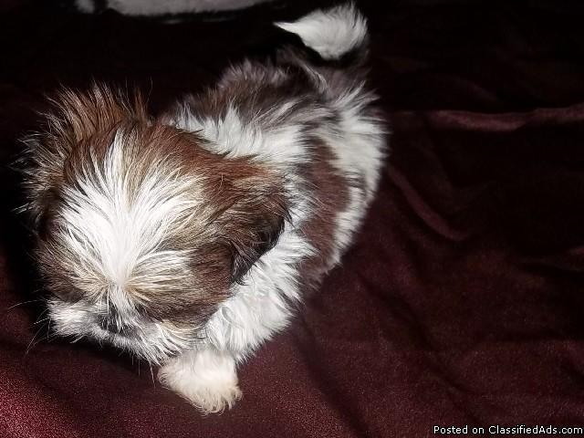 Ming Yue Imperial Chinese Shihtzu Male Puppy - Price: 750.00
