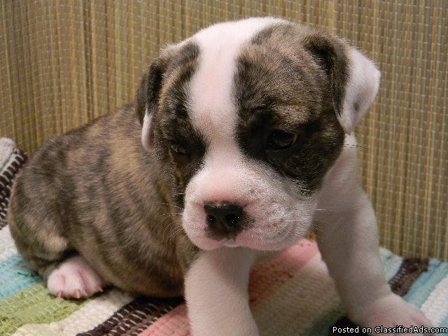 Mini Bulldog Pups - Price: 950