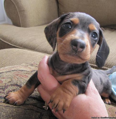 Dachshund Puppies For Sale In Santa Fe Nm