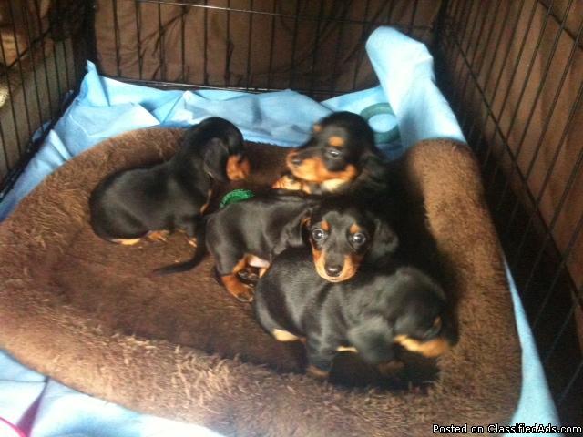 mini dachshund puppies for sale - Price: 300