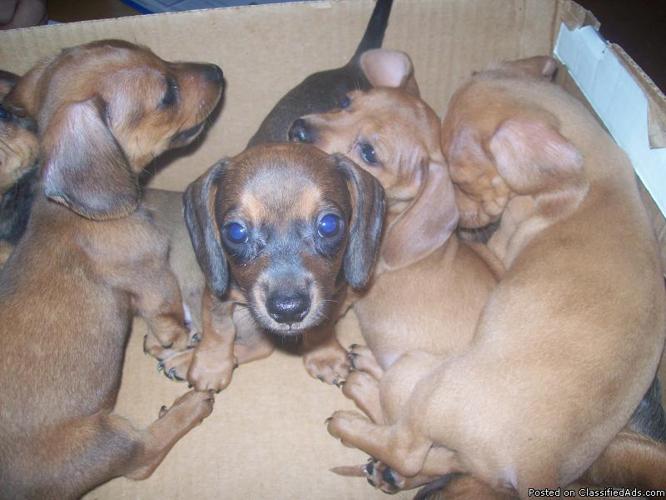 20 Top Images Dachshund Puppies Central Illinois Pearson