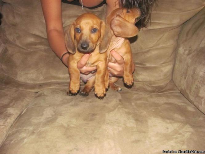 Mini Dachshund Puppies Price 250 00 For Sale In Yucca Valley California Best Pets Online