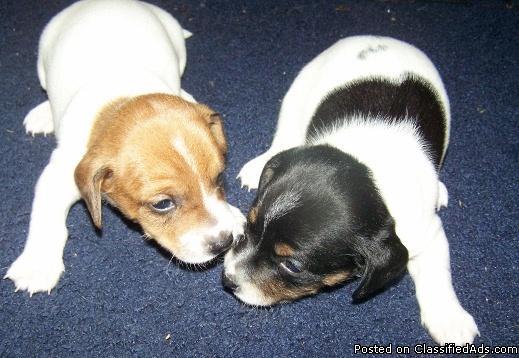 Mini Dachshund Puppies - Price: 250