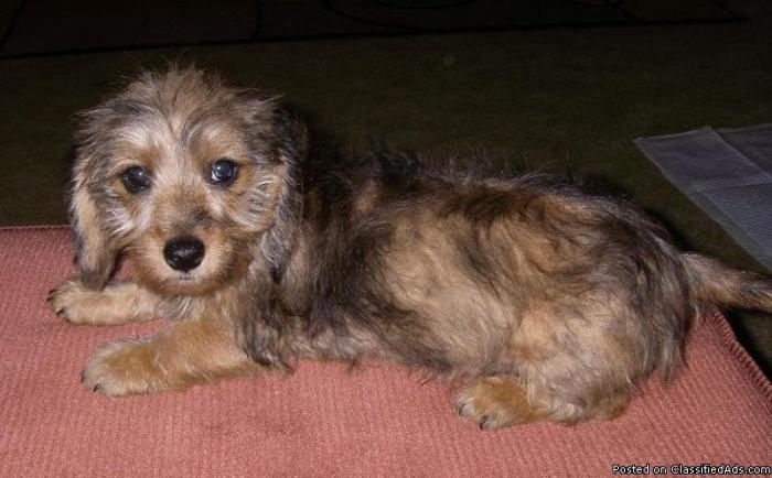 Mini Dachshund Pups--Female Dapple Wirehairs--9 wks old-----$425 - Price: $425