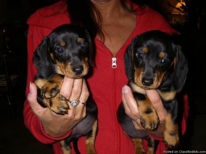 Mini Dachshund Pups--Smooth Black & Tans --$400 - Price: $400