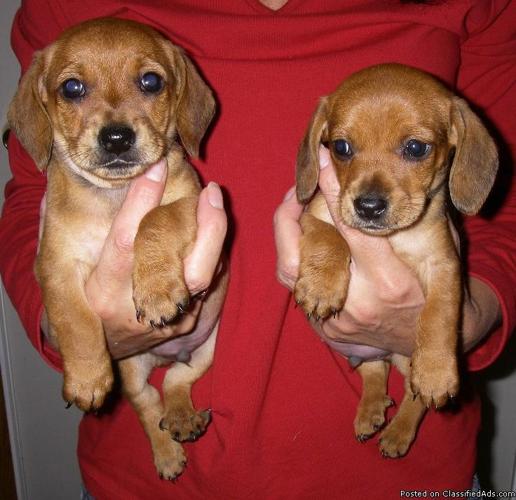 Mini Dachshund Pups--Smooth haired Males---$400 - Price: $400