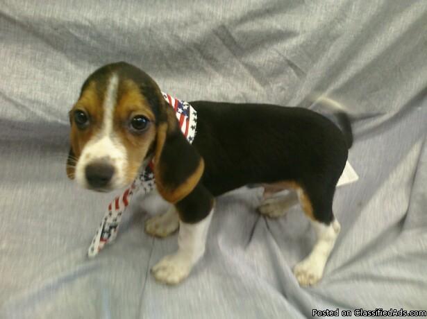 Mini Pocket Beagle Puppies For Sale In South Florida For Sale In