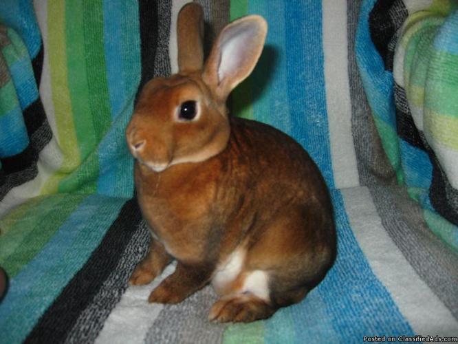 MINI REX bunnies! - Price: 25