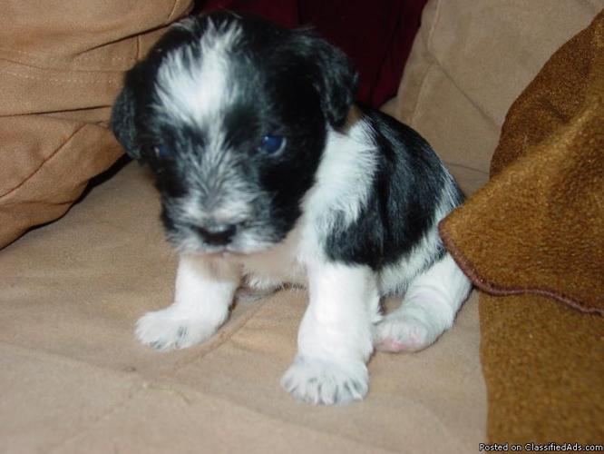 Mini Schnauzer Puppies (AKC registered) partie colors; 6 to choose from - Price: 750.00
