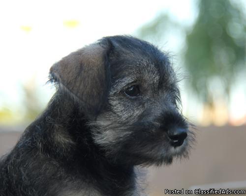 Mini Schnauzer Puppy Female - Price: 350