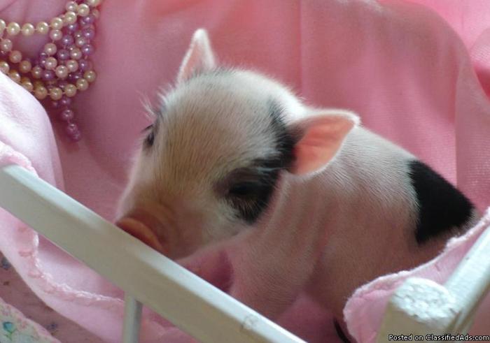 Mini Teacup Miniature Juliana Pigs for sale- Will be shipped in time for Christmas! - $1,650.00 - Price: 2299.00