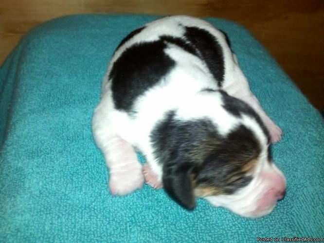 Miniature Beagle Puppies - Price: $500. ea