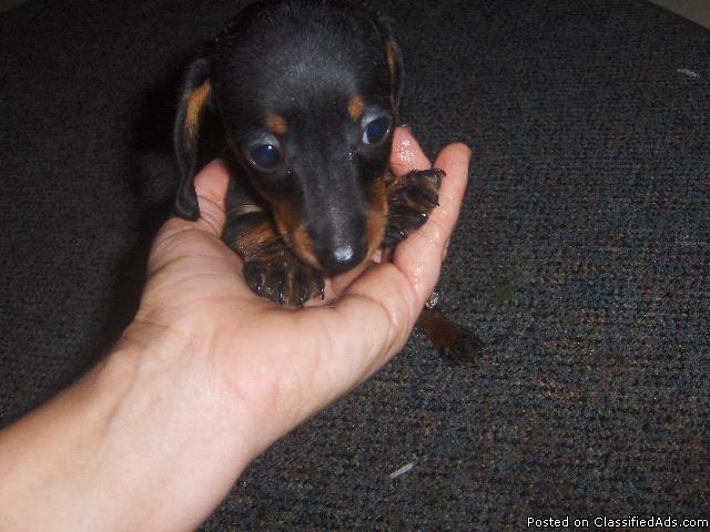 Dapple Dachshund Puppies For Sale In Alabama Mini