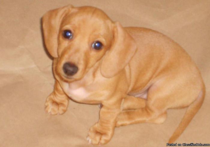 Miniature Dachshund Puppies Price 125 for sale in