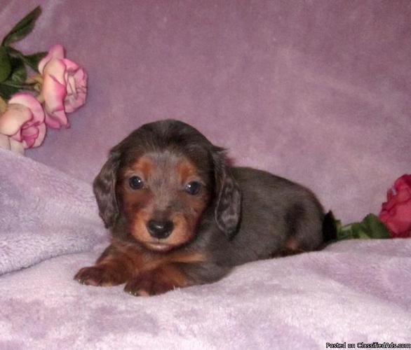 Miniature Dachshund puppy, female long coat - Price: 450