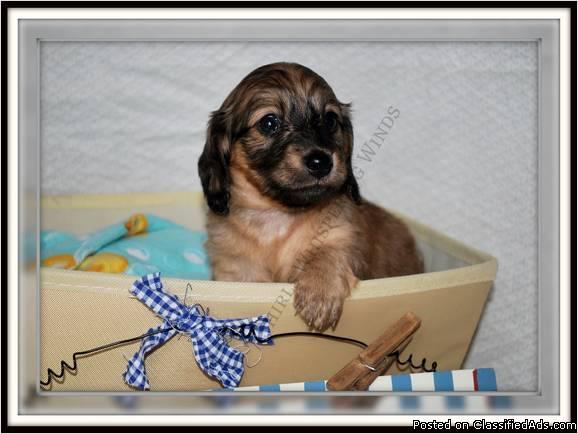 Miniature Dachshunds - Price: Please Contact