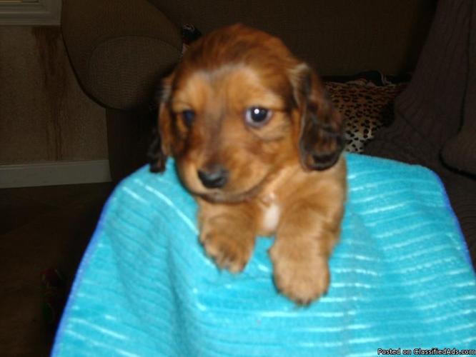 Miniature Dachsund Puppies - Price: $350.00