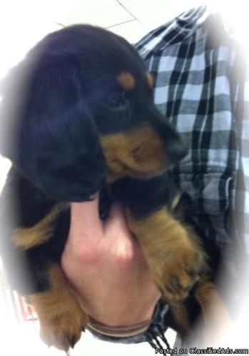 Miniature Daschund puppy for sale - Price: 800.00
