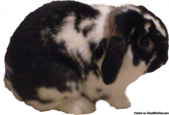 Miniature Holland Lop Bunny - Price: Free to a good home