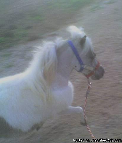 Miniature horse for sale - Price: $1,500.00