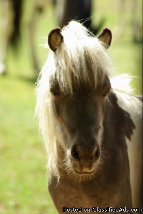 Miniature Horse Mare - Price: $1,500 OBO
