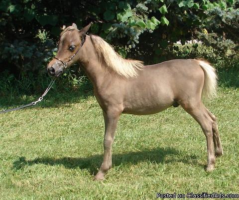 Miniature Horses for Sale! - Price: $350 on up