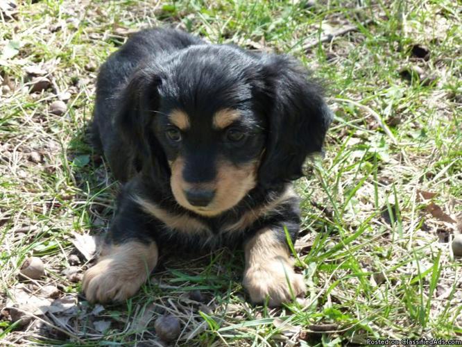 Miniature Long Haired Dachshunds - Price: 250