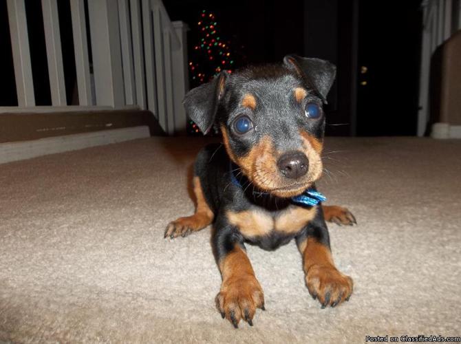 Miniature Pinscher male pup 1 - Price: 500