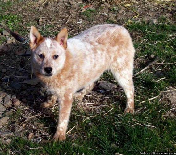 miniature red heeler male 6 months old price 150 20183628