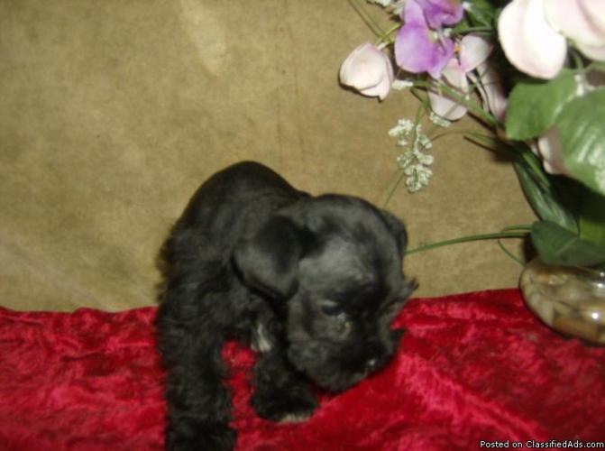 Miniature Schnauzer pup - Price: 400.00
