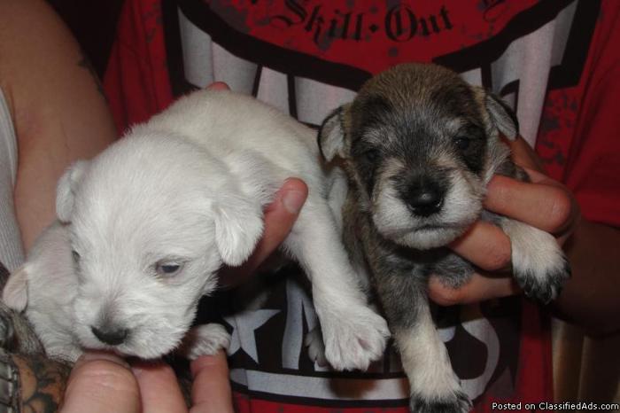 Miniature Schnauzer Puppies - Price: 250