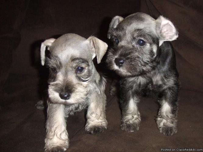 Miniature Schnauzer Puppy- One left - Price: 350.00