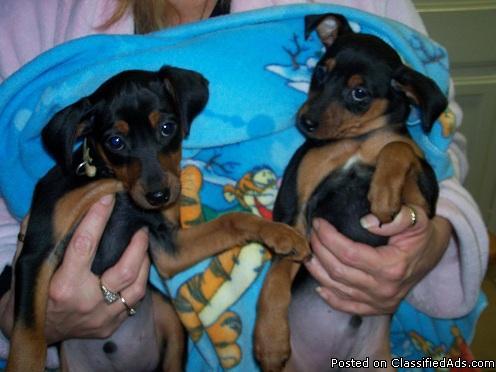 Mininature Pinscher Puppys - Price: $200