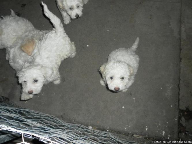 minitue puppy poodles for sale - Price: $200