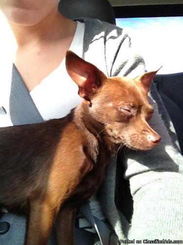 Missing Chocolate Brown Chihuahua